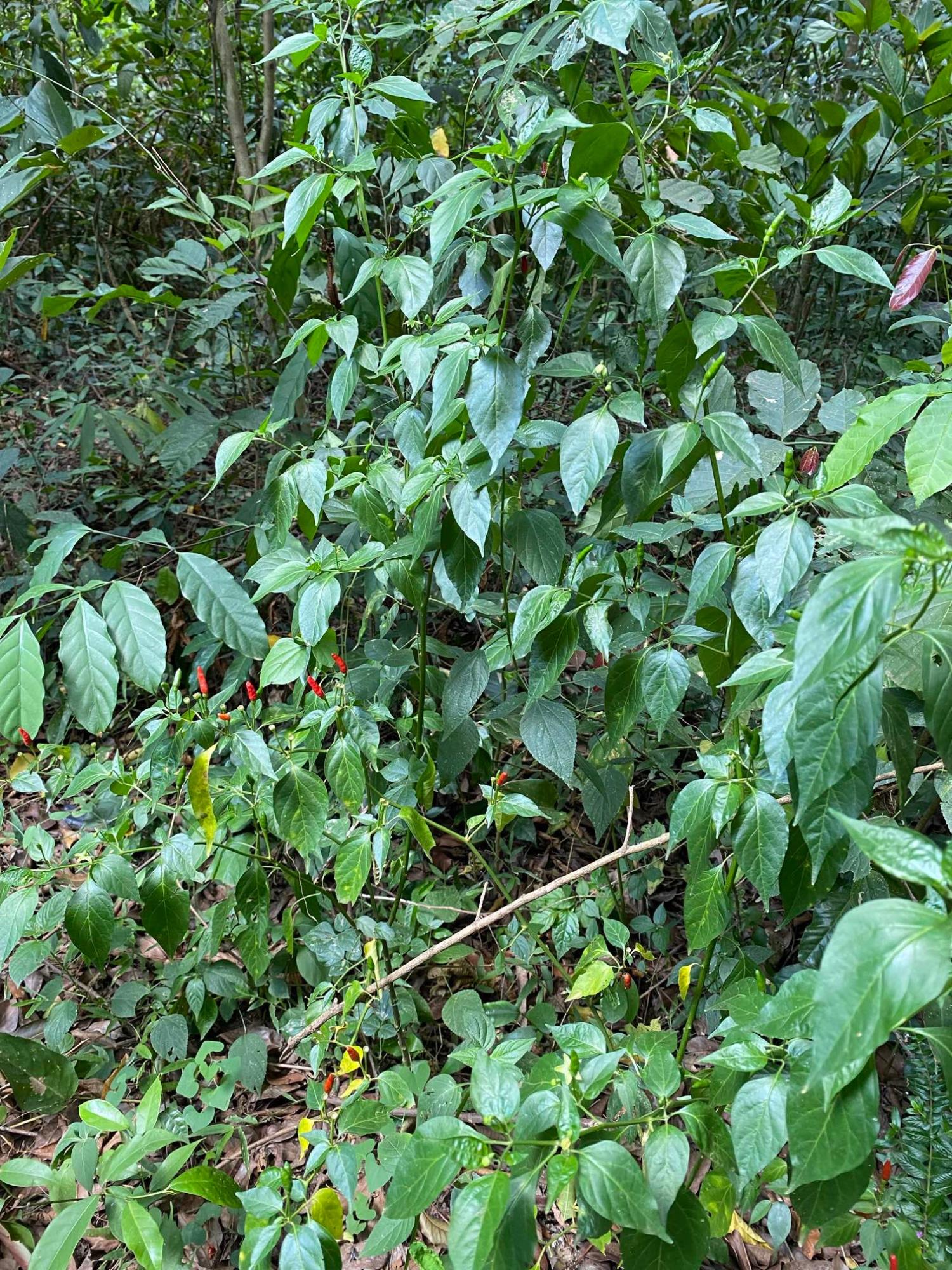 Chilli growing on the forest floor.jpeg